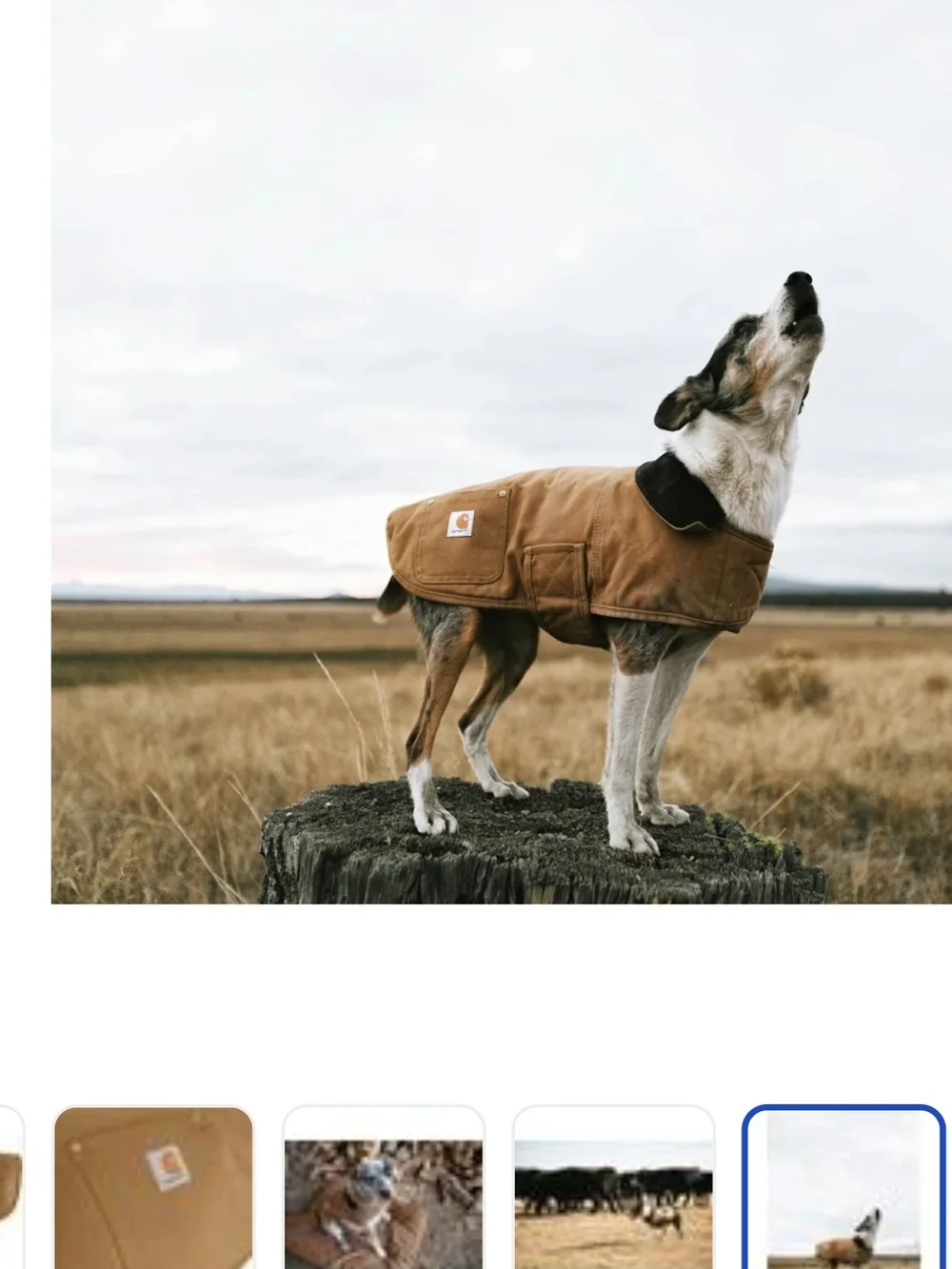 Carhartt Insulated CHORE COAT DOG medium